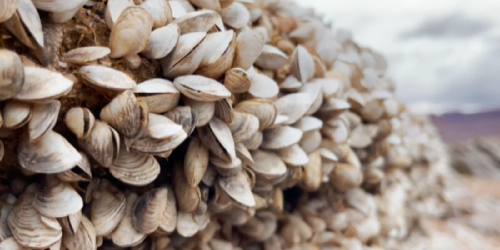 Zebra Mussel DNA Detected In Utah Portions Of Colorado River | Basin Now